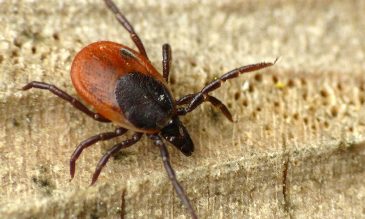 Saugokitės erkių. Jas gali pritraukti įtaisas, kurį turime visi