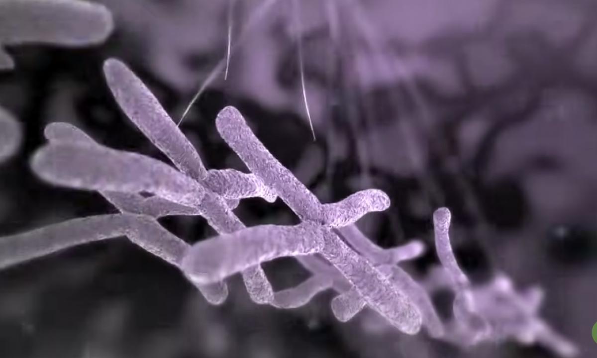 Tai stipriausias kepenų skydas. Ar esate pasiruošę pamatyti, kaip atgyja jūsų vidinis milžinas?