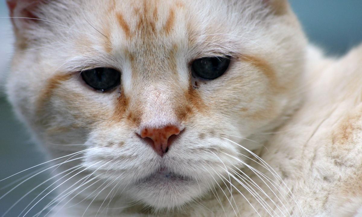 Kokio amžiaus katė laikoma sena? „Lyginti su žmogumi – klaida“