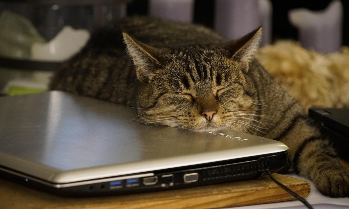 Kodėl katė sėdi ant kompiuterio? 4 priežastys
