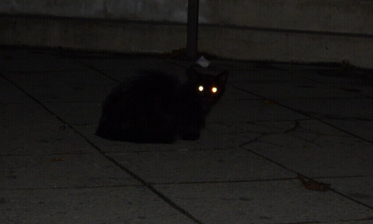 Kodėl kačių akys taip ryškiai šviečia tamsoje?