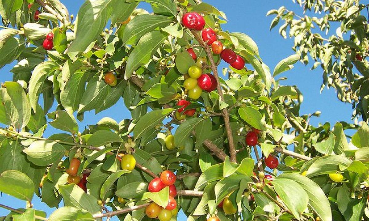 Mes turime vieną sveikiausių vaisių pasaulyje ir į tai nekreipiame dėmesio. Užsienyje sumokėsite astronomines sumas