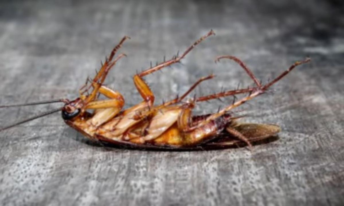 Senas „močiučių“ būdas tarakonus išnaikins per naktį – kainuoja centus