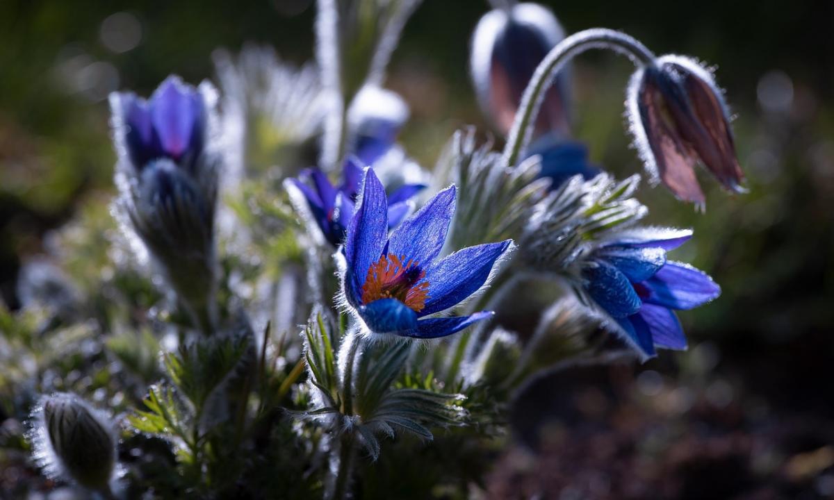 Gražios pavasario nuotraukos baigiasi čia. Ekspertai įspėja apie mirtiną smūgį šilumai