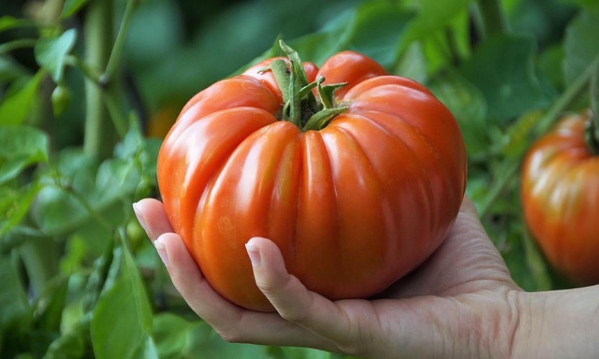 Pomidorai lyg melionai: jie rado būdą, kaip užauginti vaisius milžinus už centus