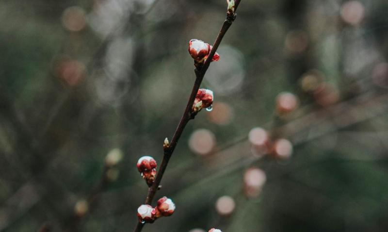 Asociatyvi nuotrauka