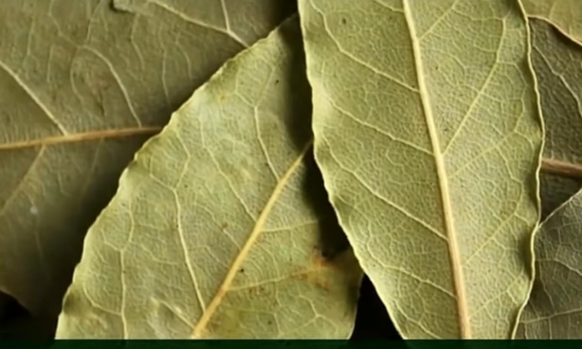 Kam reikia dėti lauro lapą po šaldytuvu? Aiktelėsite sužinoję!