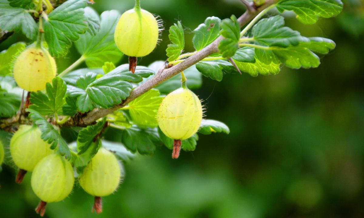 Dabar paskleiskite šį mišinį ant agrastų. Vasarą uogas skinsite kibirais