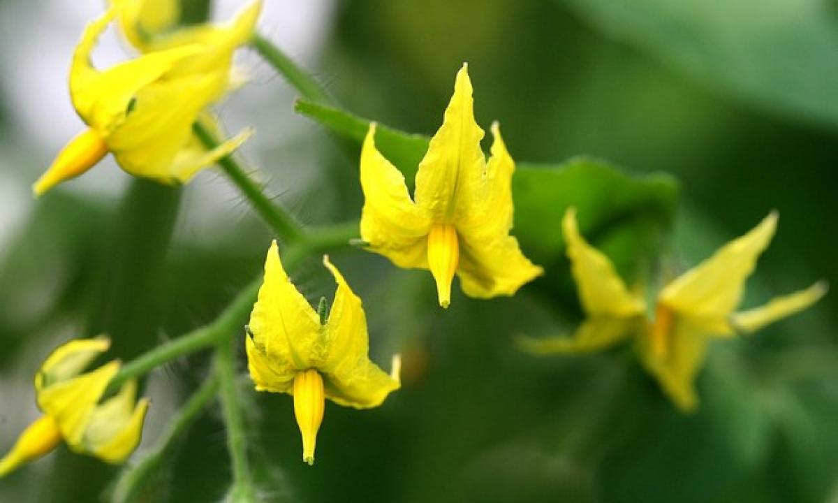 Sveikiausias vaisius pasaulyje. Nustebsite. „Padės kontroliuoti svorį ir sustiprins imunitetą“