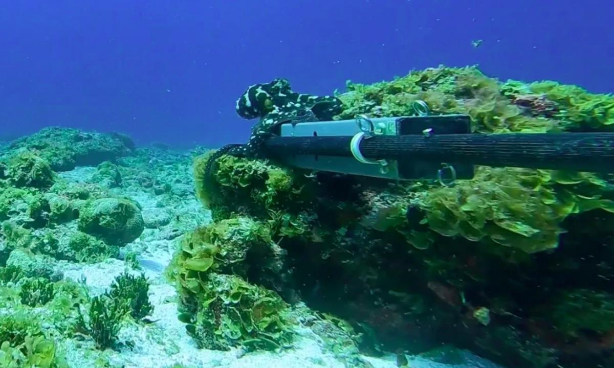 Ramiojo vandenyno dugne. Užfiksavo tai, kam mokslininkai nebuvo pasiruošę (VIDEO)