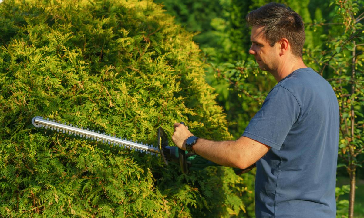 Tują reikės apgenėti. Didžiausias leistinas gyvatvorės aukštis gali jus nustebinti