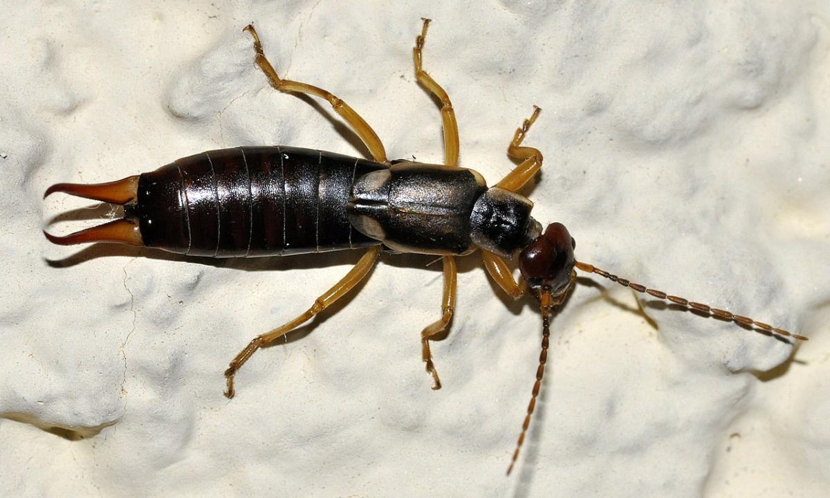 Šiurpūs padarai lenda į jūsų namus? Tai svarbus ženklas. Neignoruokite!