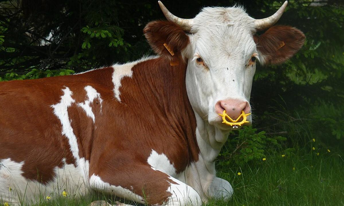 Karvės su „smegenimis“: technologija, kuri pakeis kaimą amžiams