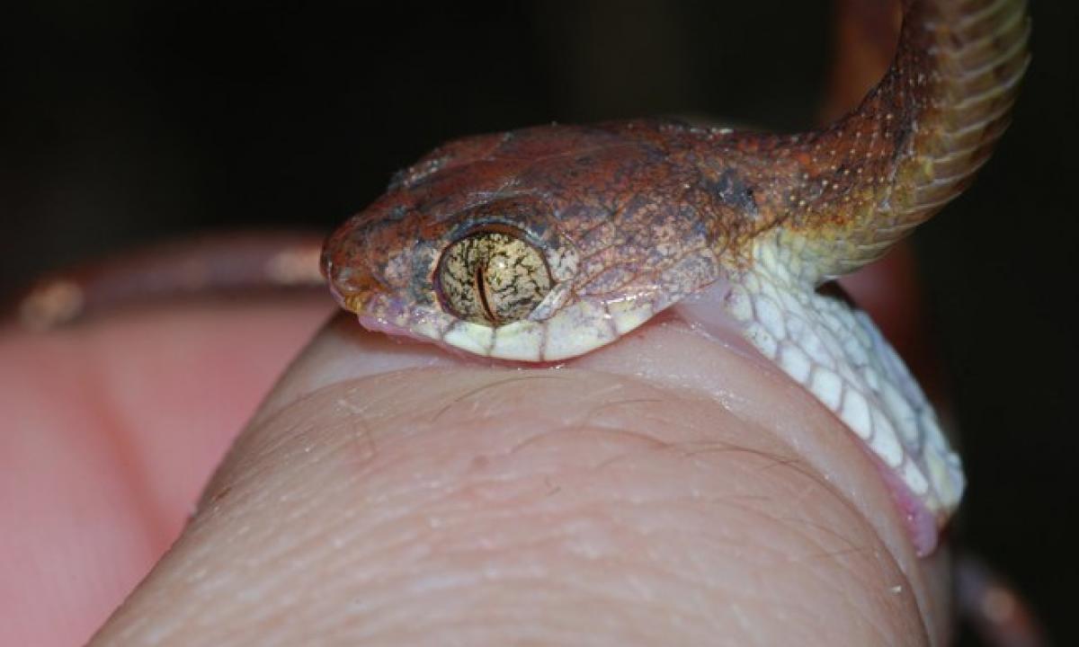 Herpetologas, dokumentavęs savo mirtį dėl mokslo: vos po 24 valandų laukė klaiki mirtis (VIDEO)