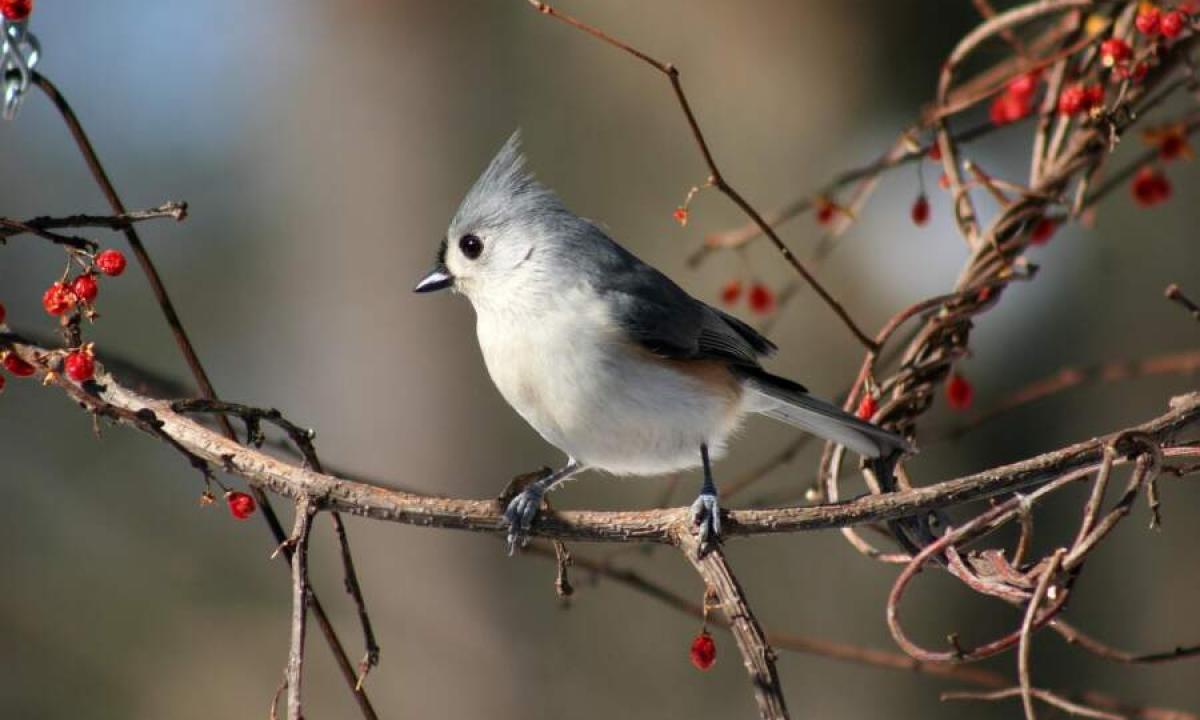 90 % žmonių klysta. Sužinok, kodėl paukštis beldžiasi į tavo langą