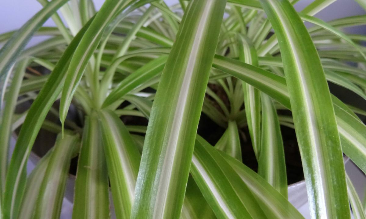 Tobulas sprendimas: vienintelis augalas, kurio jūsų katė gali atsikąsti be baimės