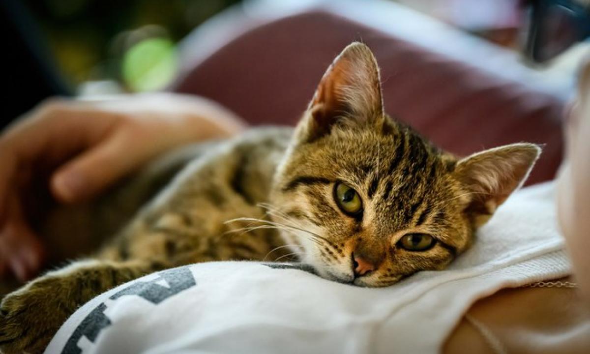 Ateina pasišildyti, bet ne tik. Mokslininkai paaiškino, kodėl katės miega ant žmonių