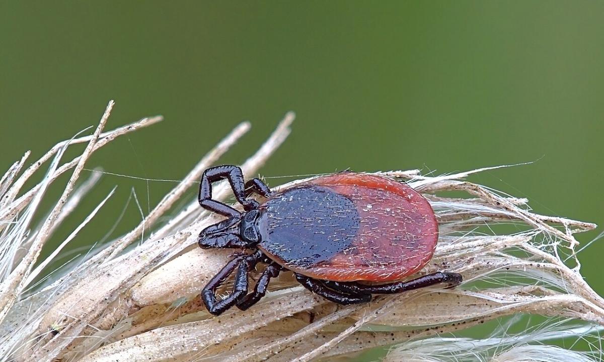 Šis kvapas atbaido erkes. Voragyviai bėga apimti siaubo