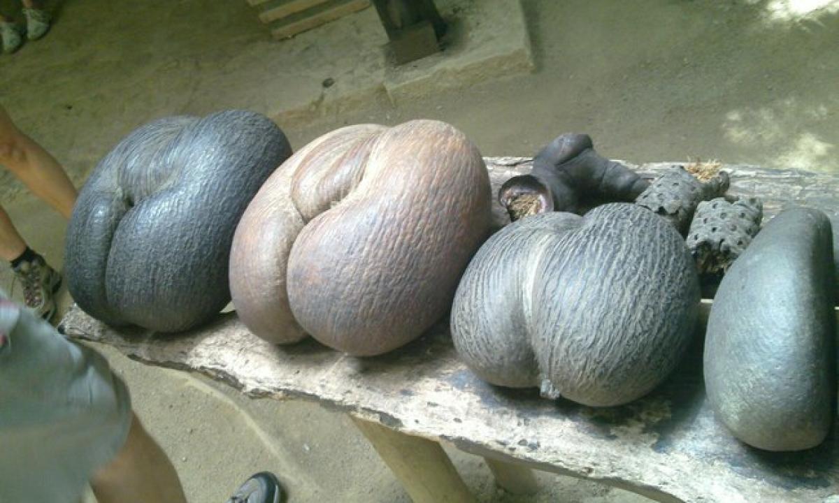 Sverianti iki 30 kg: kokia yra didžiausia sėkla planetoje? (VIDEO)