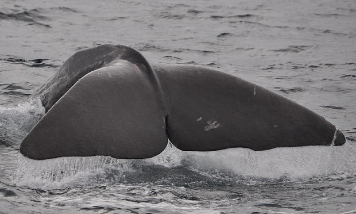 Banginiai lieka šešėlyje: štai kokį 40 metrų „monstrą“ aptiko mokslininkai