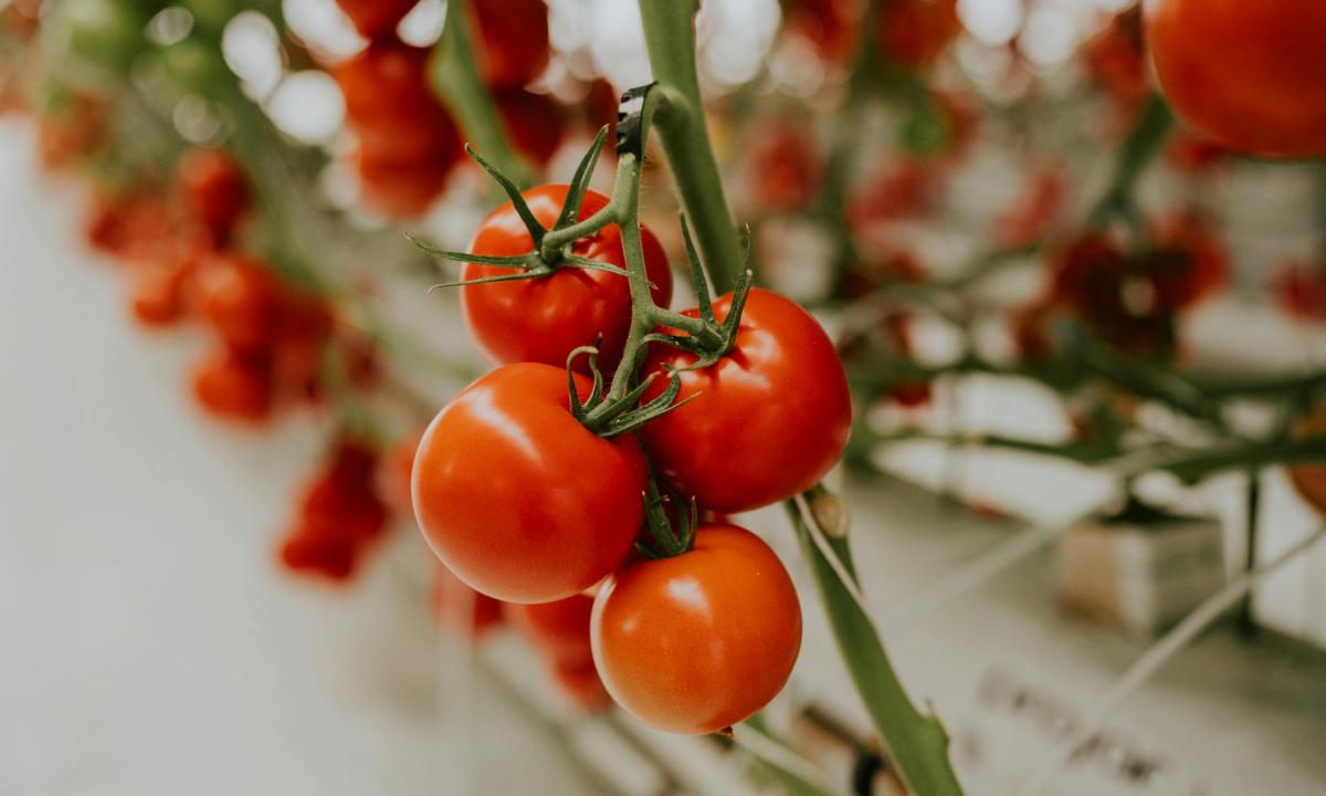 Šviesos medžiotojai ant palangės: kaip nepaversti daigų silpnais „ištįsėliais“?