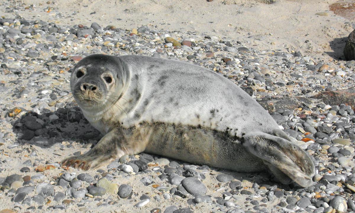 Internete – šokas. Bus išskersta 1350 Baltijos jūros ruonių
