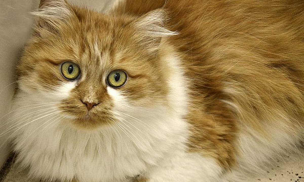 Gyvenate bute? Rinkitės vieną iš šių 6 kačių. Geriausios veislės