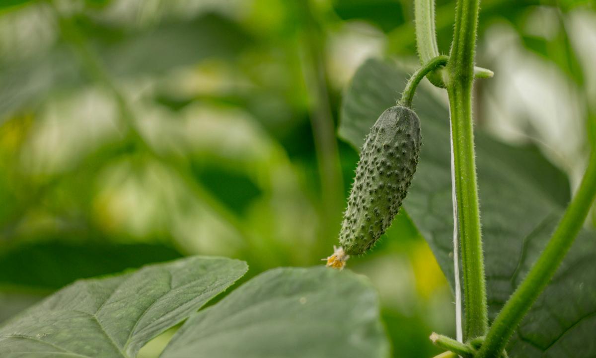 Kodėl jūsų agurkai kartūs? Auksinė taisyklė, kurią žino ne visi