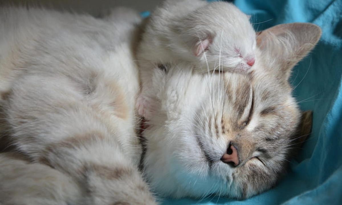 Ar katės atpažįsta savo vaikus po kelerių metų? Karti tiesa, kuri griauna mitus