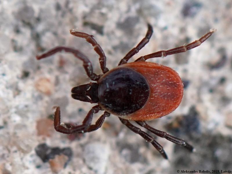 Šuninė erkė (Ixodes ricinus)