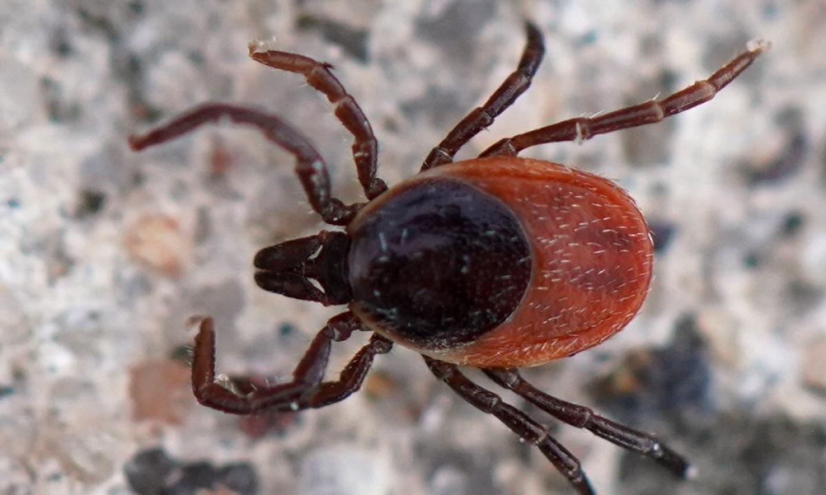 Valgykite tai prieš išeidami į lauką. „Erkės panikuodamos išsilakstys“