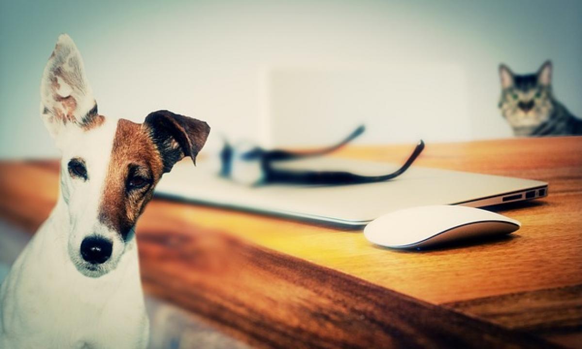 Kas protingesnis: didelis šuo ar maža katė? Skaičiai apvertė viską aukštyn kojom!