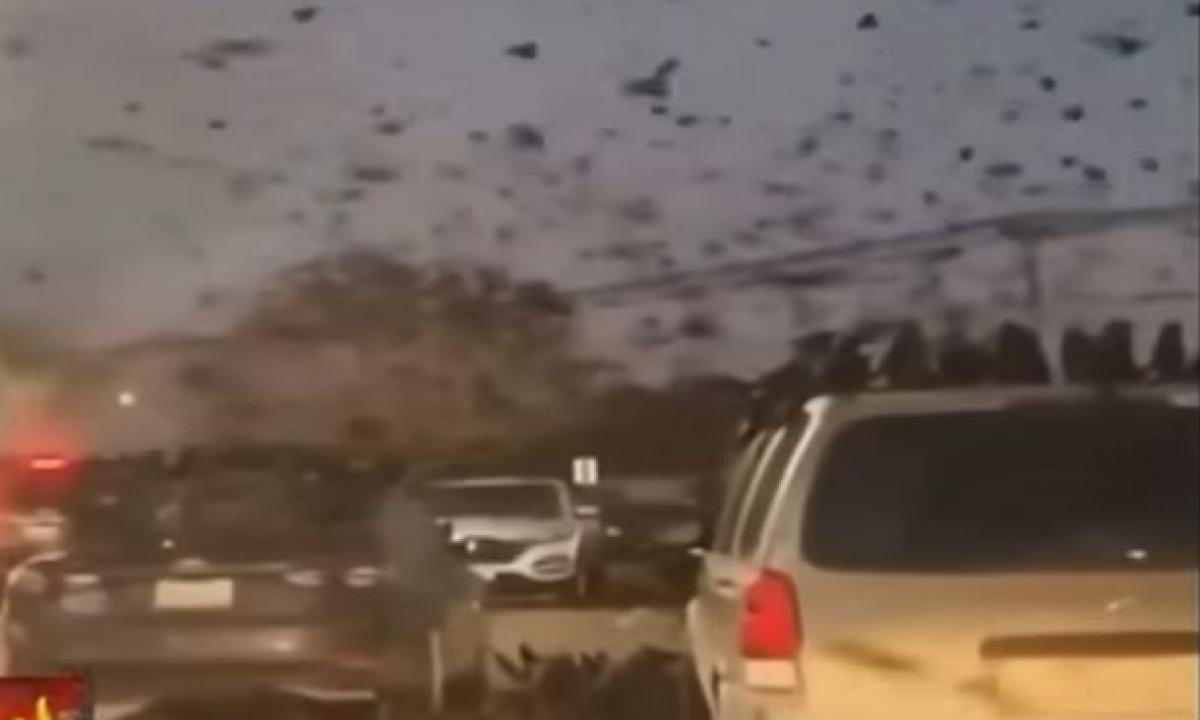 Vaizdas kaip iš siaubo filmo – tūkstančiai paukščių suka ratus virš dangoraižių. Ar tai perspėjimas? (Video)