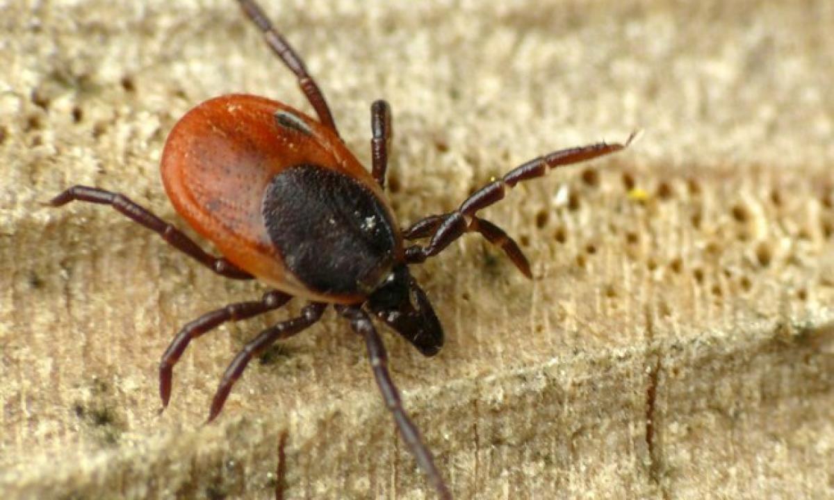 Kokią kraujo grupę erkės renkasi? „Viena iš jų jas traukia kaip magnetas“