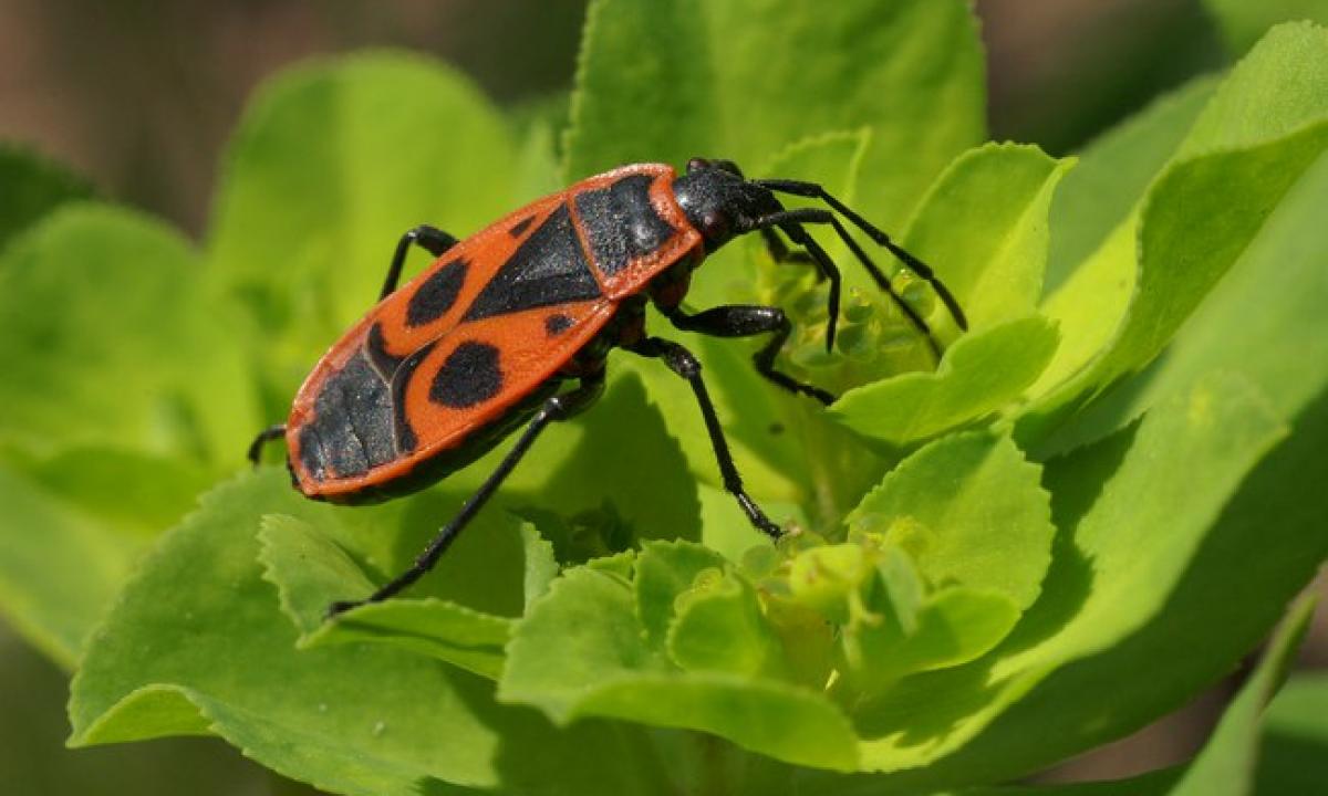Jie pasirodo masiškai ir sukelia pasibjaurėjimą. „Kai susitiksite sode, elkitės taip“