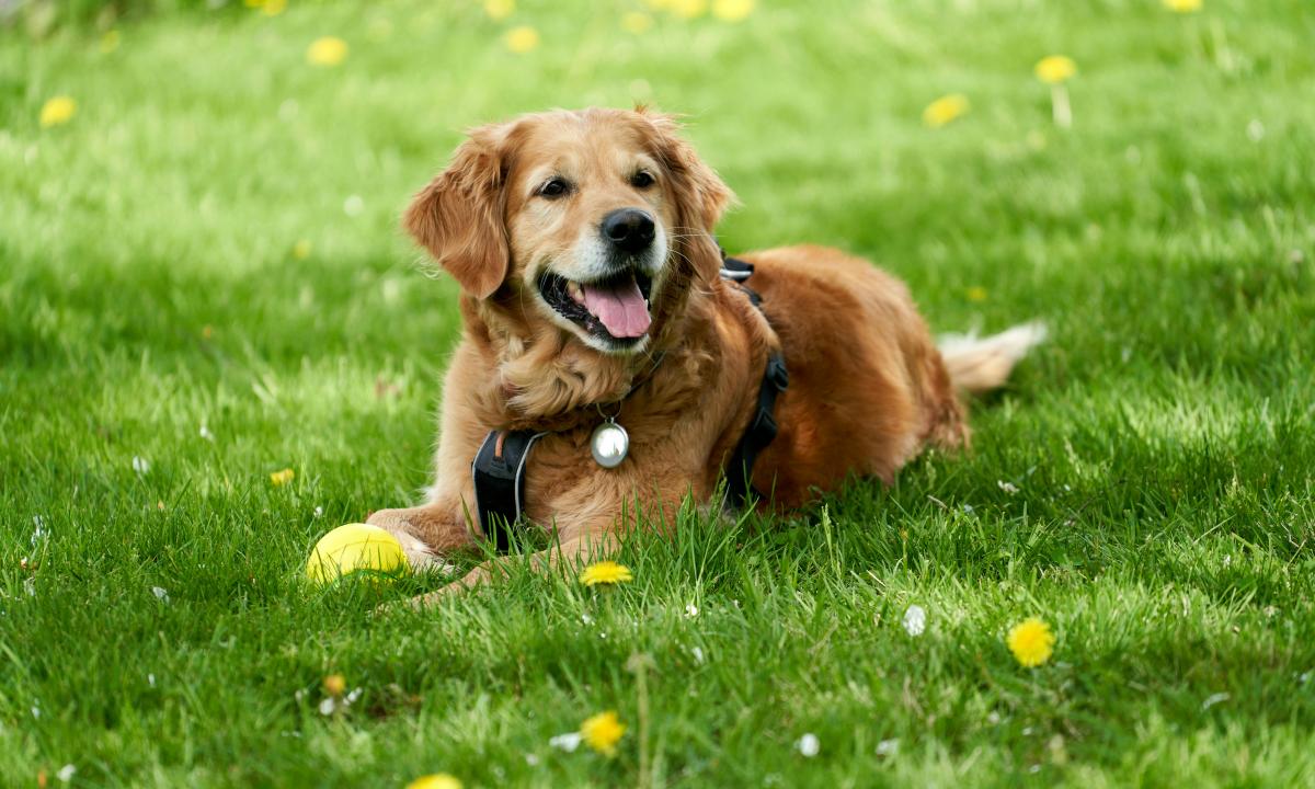 8 požymiai, kad jūsų šuo jus tikrai myli. Jie to nedaro su kiekvienu žmogumi