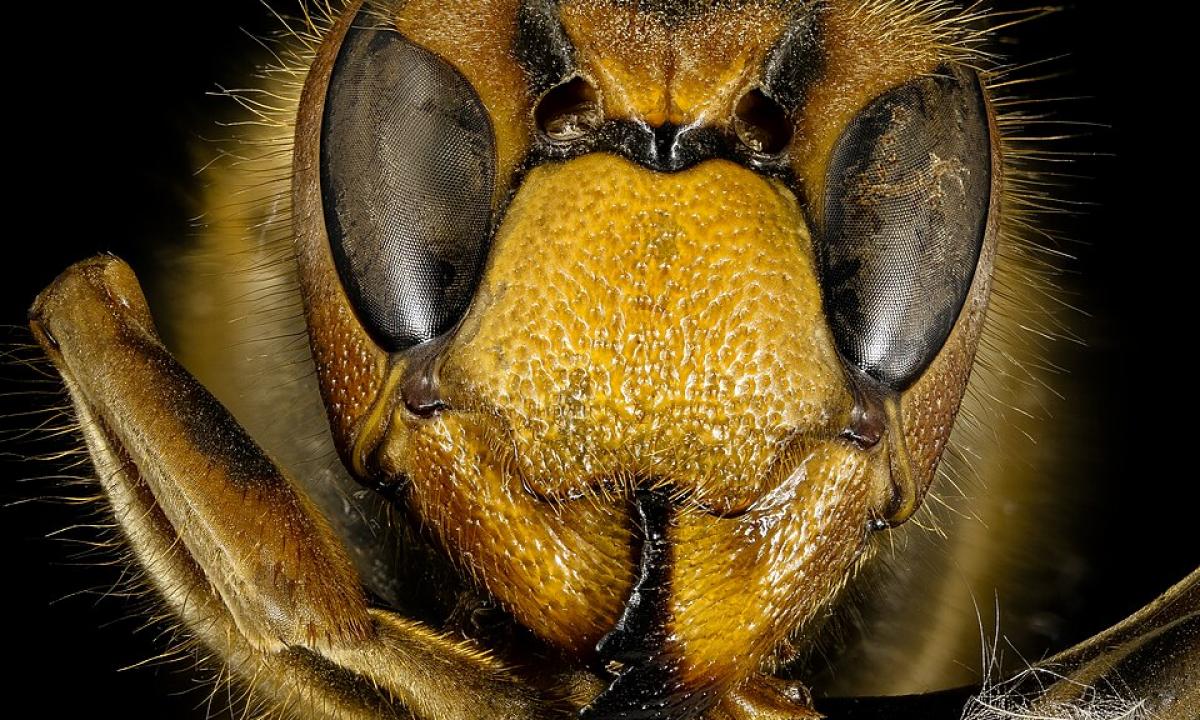 Jie išskrenda iš savo urvų žemėje. Jei juos pamatysite, bėkite kuo greičiau