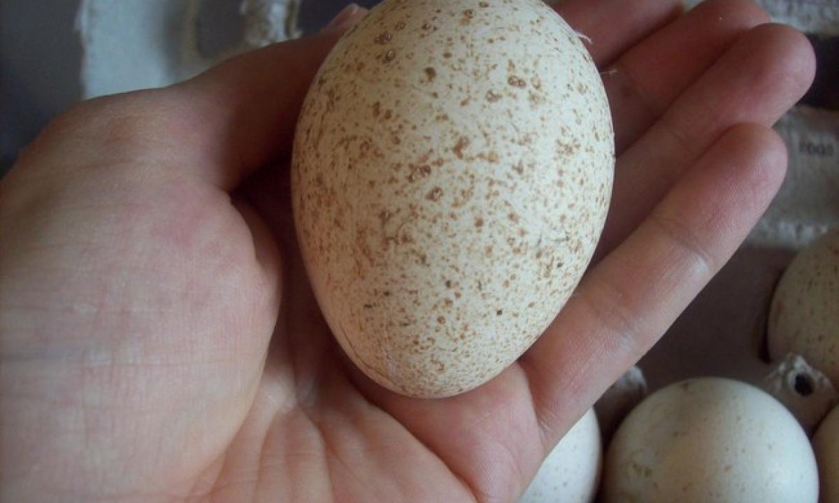 Kodėl žmonės nevalgo kalakutų kiaušinių? „Atsakymas labai paprastas“
