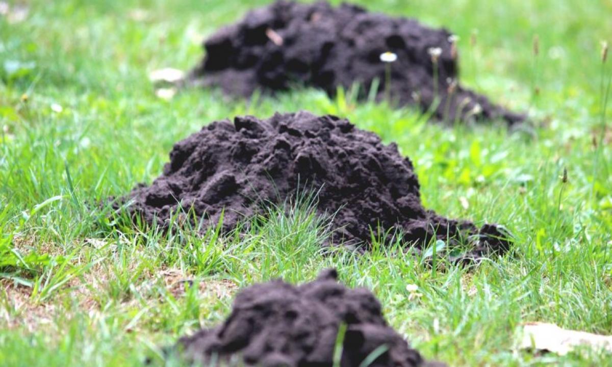 Informacinė bomba daržininkams: pamirškite brangius prietaisus, sprendimas kainuoja centus