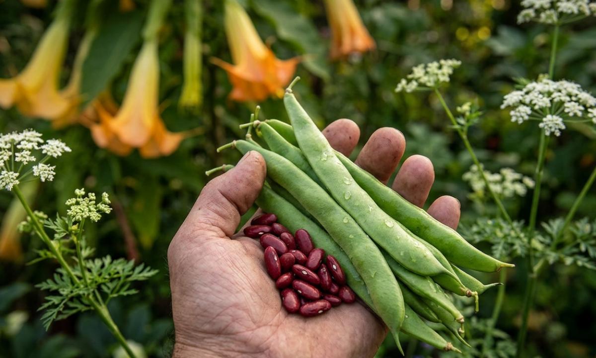 Išrinktas nuodingiausias metų augalas. Lietuviai jį valgo