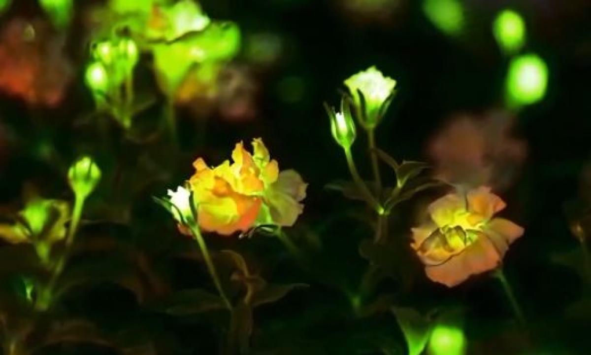 „Avataras“ tampa realybe: Kinijos mokslininkai sukūrė naktį šviečiančius augalus (Video)