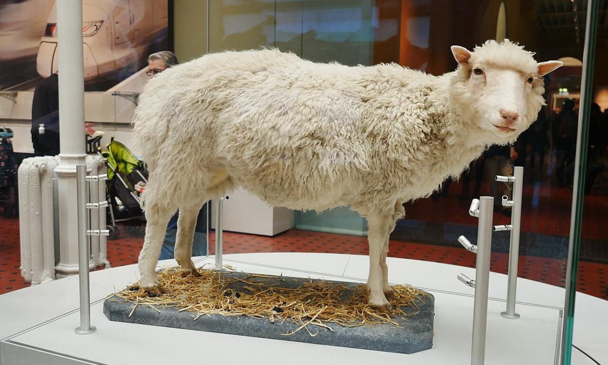 Klonavimas nėra begalinis. Gamta nubrėžė ribą – ši karta neišgyveno