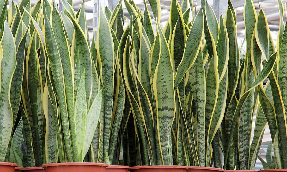 „Uošvės liežuvis“ miegamajame: šis kambarinis augalas veikia geriau nei brangiausi oro filtrai