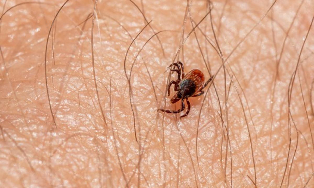 Jei turite šią kraujo grupę, į mišką ar pievą geriau neikite. „Erkes traukia kaip magnetas“