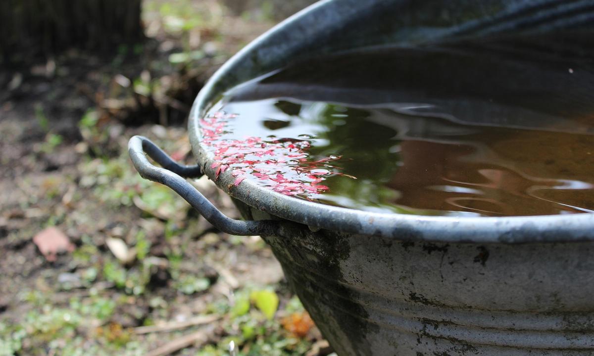 Nedarykite to su lietaus vandeniu. Kas bus pagauti, brangiai sumokės