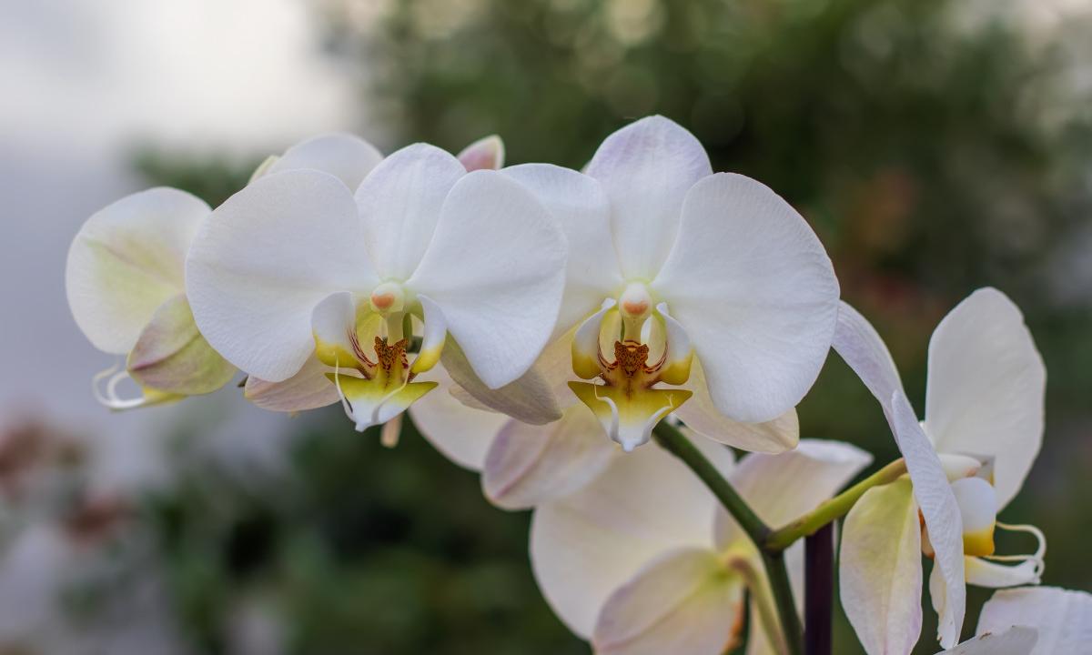 Neleiskite savo orchidėjai „nuskęsti“: viena klaida, dėl kurios šios gėlės miršta dažniausiai