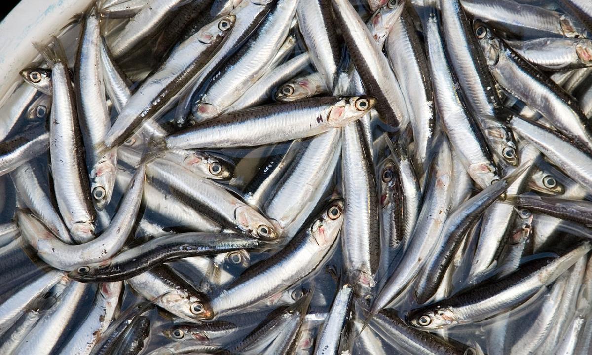 Italai ir ispanai juos dievina, bet lietuviai – ne. Susipažinkite!