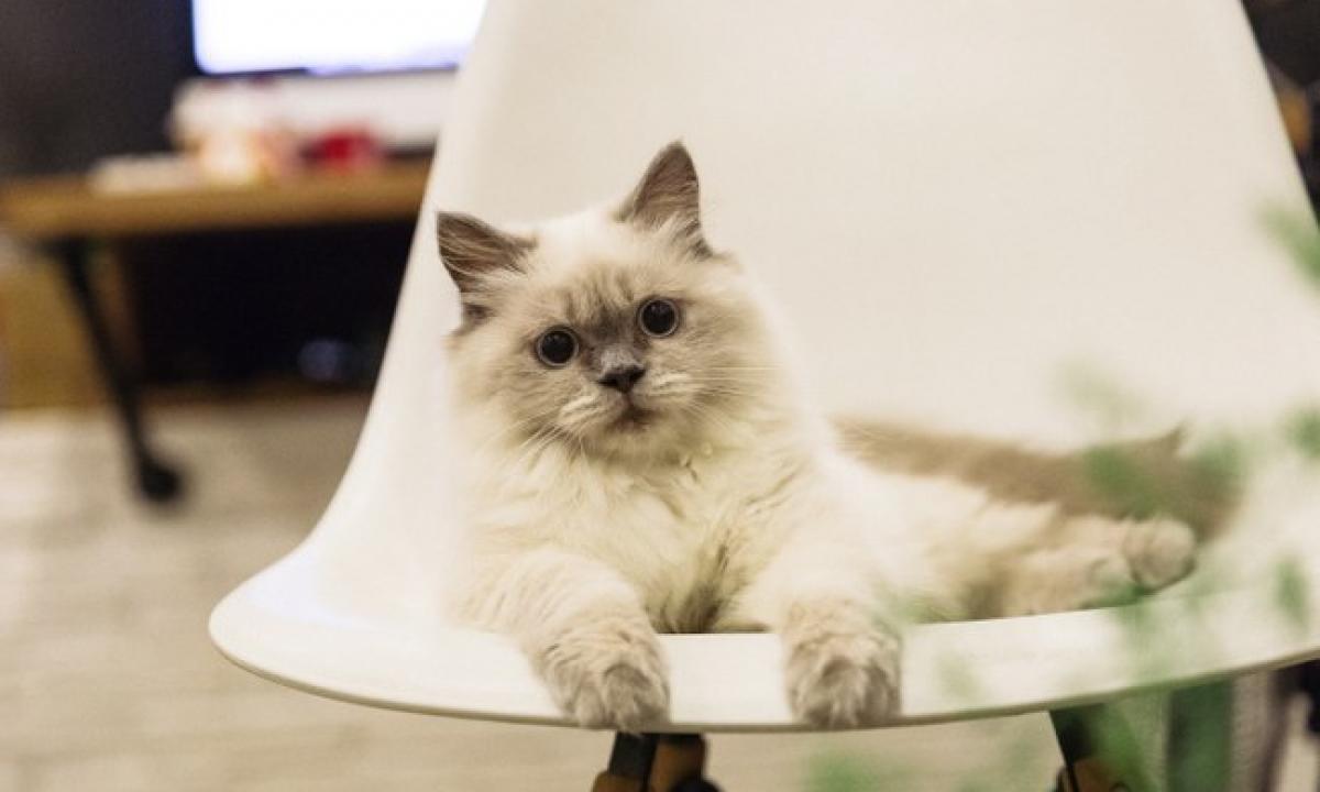 Kiek laiko katė gali būti viena namuose? „Nustebsite“