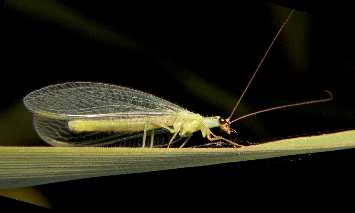 Jie kartais įskrenda į namus. Blogiausia, ką tada galite padaryti