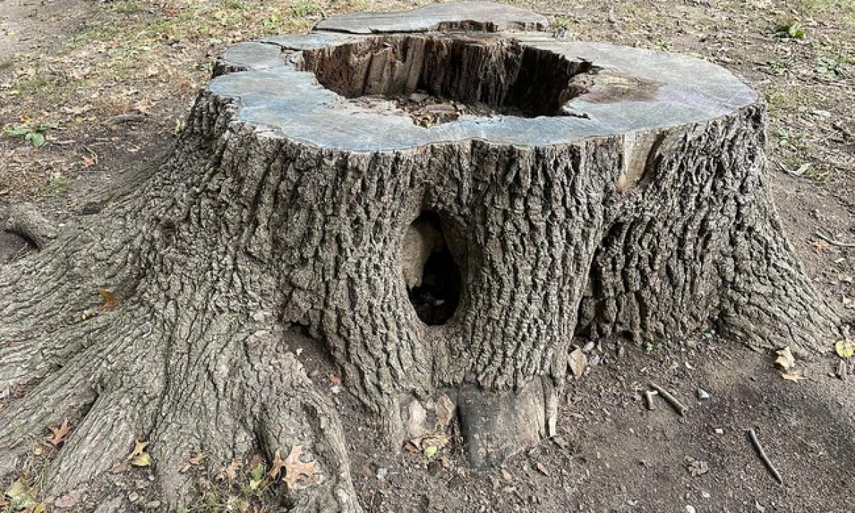 Stebėtinai efektyvus būdas pašalinti medžio kelmą. „Nereikia pastangų, ekskavatoriaus ir didelių išlaidų“